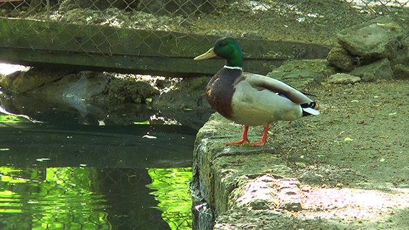 Drake Stands Sideways to the Camera on the Bank of the Creek alt