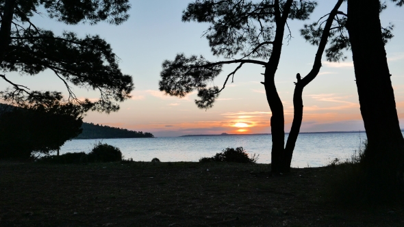 Silhouettes Of Maritime Pine Trees With The Sunset Over The Sea. 