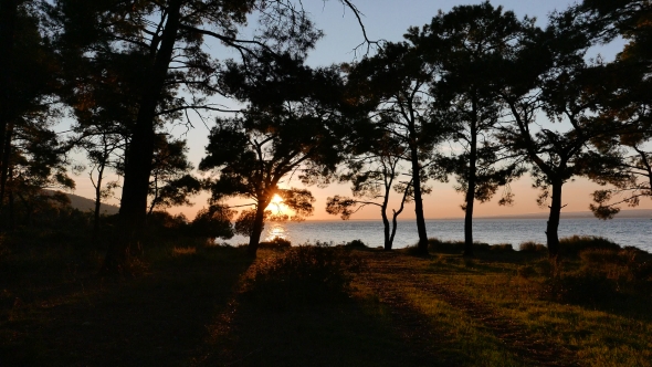 View At The Sunset And Sea Coast Through The Pine Forest. 