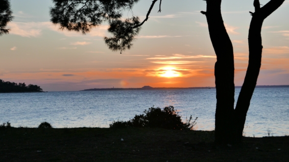 Pine Tree Silhouette With Sunset Over The Sea. 