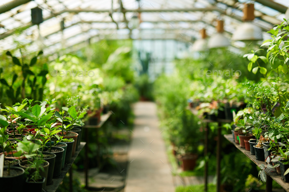 Interior of greenhouse - Stock Photo - Images