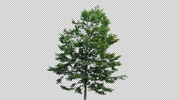 Real Tree Isolated On The Wind 2