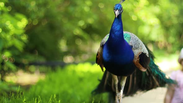 Beautiful Blue Peacock in a Public Park