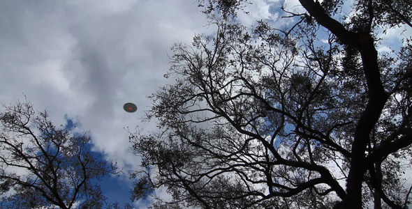 UFO Flying Over Trees