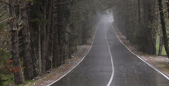 Road in the Forest in Heavy Rain