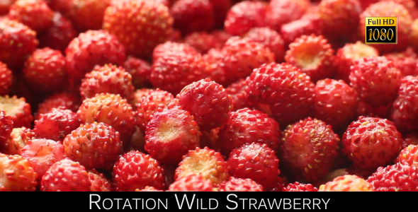 Rotation Wild Strawberry alt