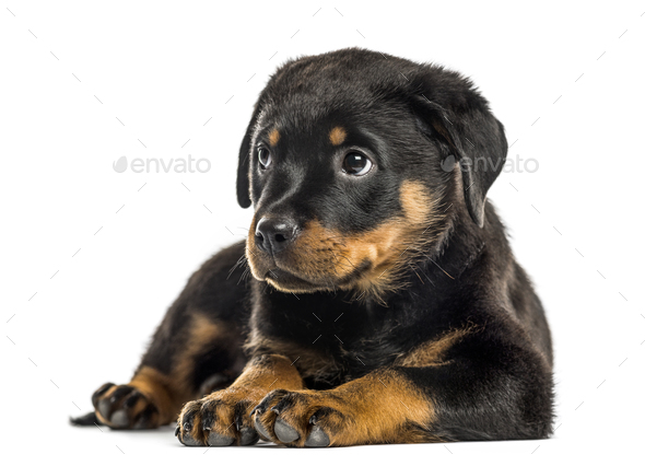 Rottweiler puppy isolated on white Stock Photo by Lifeonwhite | PhotoDune