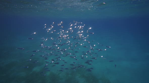 FishBowl of Indian Mackerel Silversides Hiding Behind Secret Rocks Under Sun Shine and Beams alt