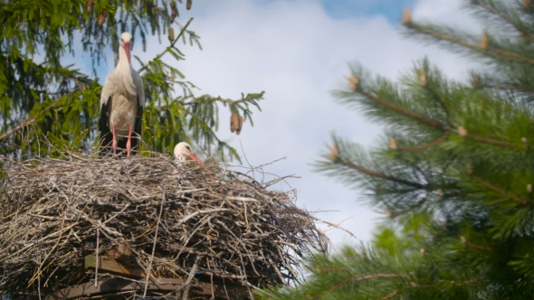 Several Storks Sitting In a Nest On a Pillar High Voltage Power Lines alt