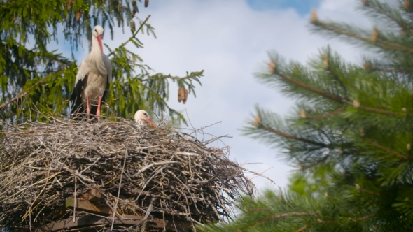 Several Storks Sitting In a Nest On a Pillar High Voltage Power Lines. alt