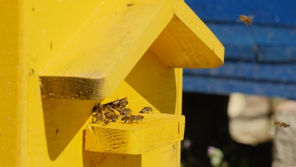 Bees In A Hive