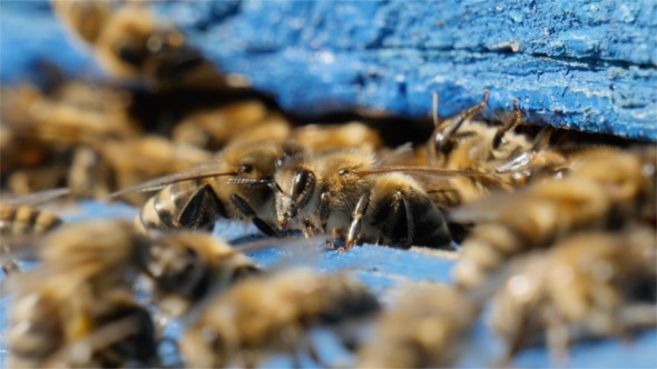 Bees at the Hive Entrance 