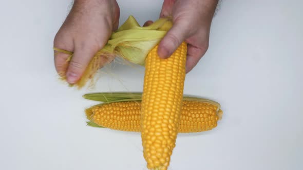 Hands clean corn on a white background. Isolated. Man cleans corn cobs from green leaves and husks