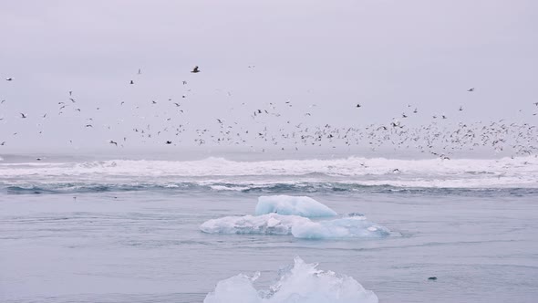 Seagulls Flying Over Ice of Diamond Beach Iceland alt
