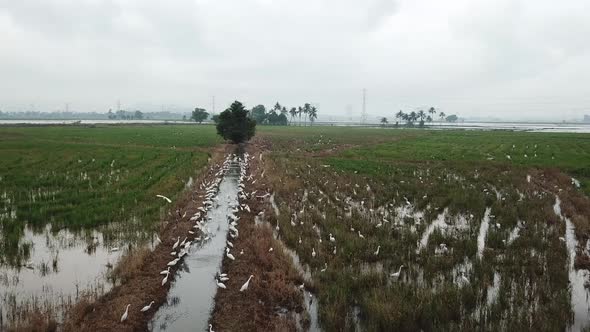 Habitat crane and Asian openbill stork at paddy field.  alt