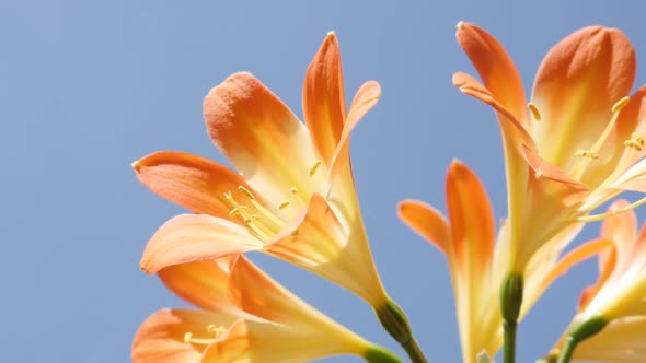 Zooming out   orange Clivia miniata against blue sky 1080p FullHD  footage - Close-up of  monocot fl