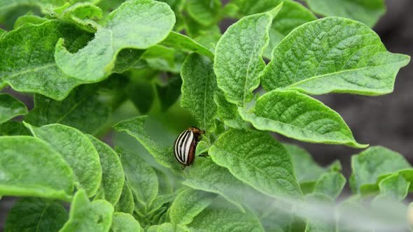 Fight Against Harmful Insects. Local Anesthesia Is Sprayed on Colorado Potato Beetle. Processing alt