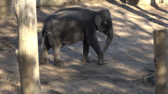 Indian elephant (Elephas maximus indicus)