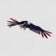 American Eagle - USA Flag - Flying Transition - V - 262