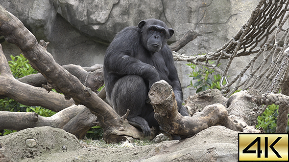 The Common Chimpanzee (Pan Troglodytes) 01