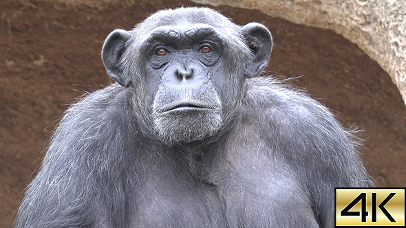 The Common Chimpanzee (Pan Troglodytes) 02
