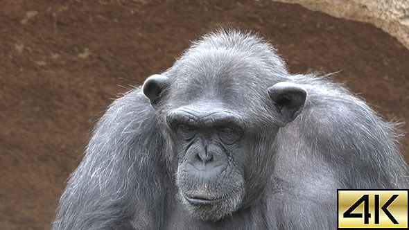 The Common Chimpanzee (Pan Troglodytes) 03