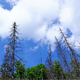 Trees Clouds - VideoHive Item for Sale