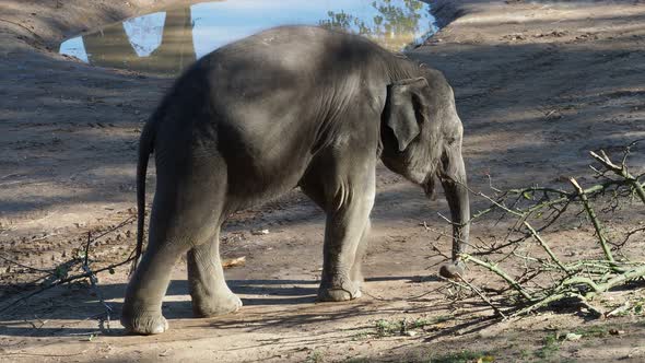 Cute indian baby elephant. Endangered animal