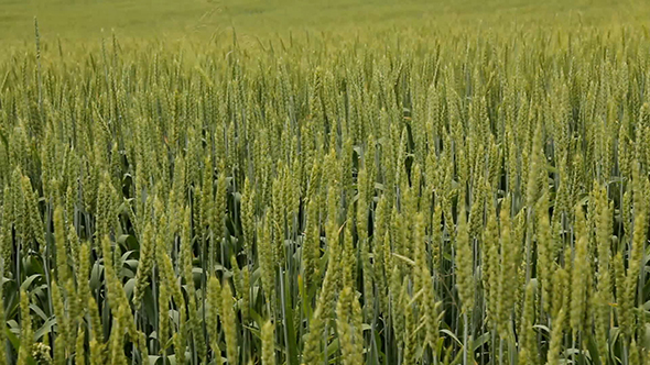 Green Wheat Field