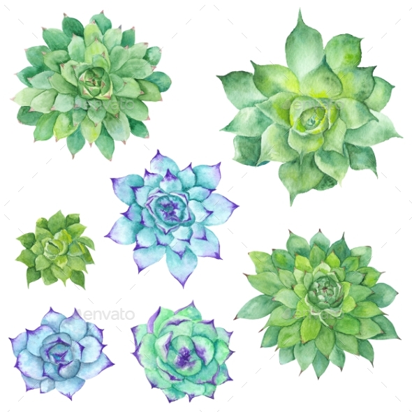 Watercolor Succulents Set - Objects Illustrations