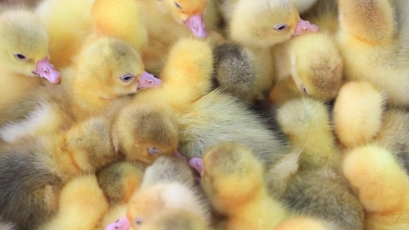 Danish Lehart Goslings alt