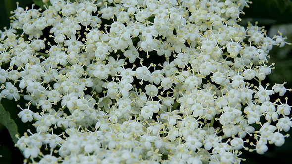 Plant White Flowers
