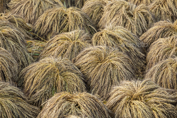 Rice sheaves after harvest on the field