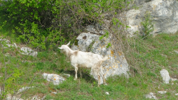 Wild Goat Eating Foliage