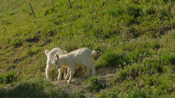 Two Goat Kids Fighting On Green Pasture
