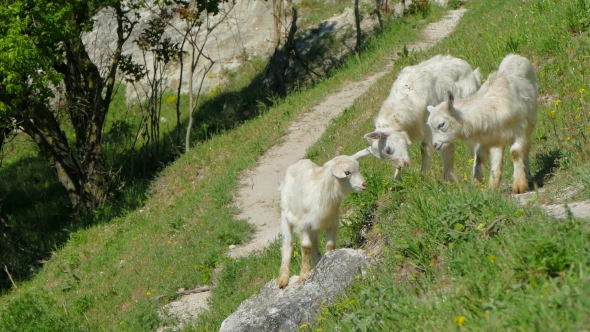 Wild Goats Grazing On Green Slope