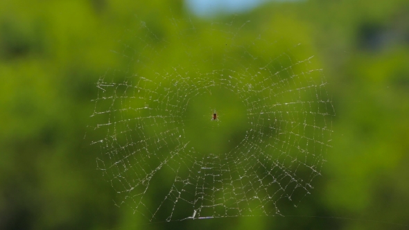 Round Web With Spider At Nature