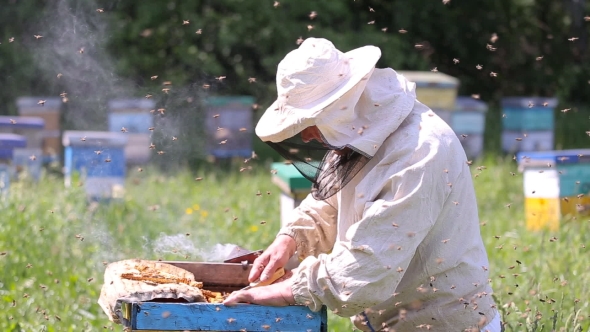 Beekeeper Working With Honeycombs alt