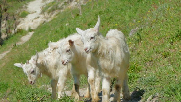 Three Mountain Baby Goats Walking On Green Slope