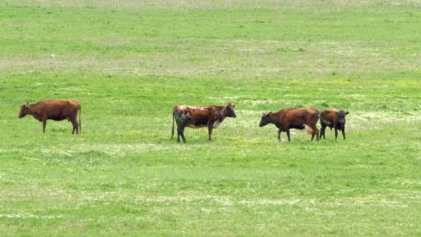 Cows Grazing On Green Meadow