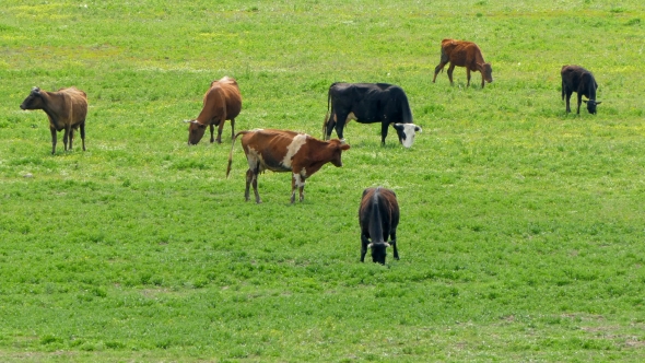Group Of Cows On Grass In Green Field