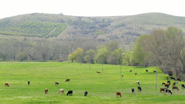 Group Of Cows Grazing In Hilly Area