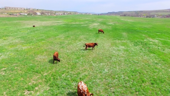 Green Field With Herd Of Cows