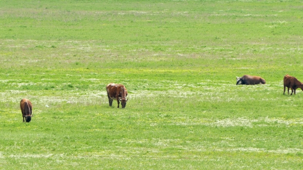 Dairy Cows Eating Grass On Pasture