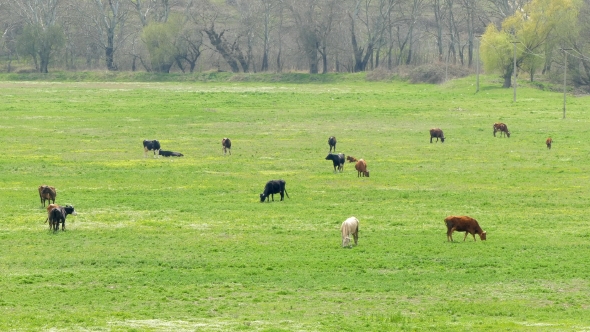 Dairy Cows Grazing In Lush Green Meadow