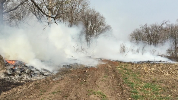 Fire In The Woods With a Strong Smoke