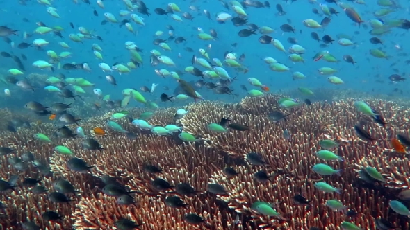 Thriving Coral Reef Alive With Marine Life