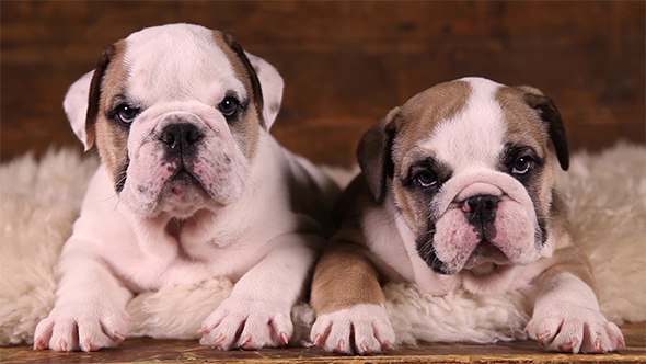 Portrait of Two English Bulldog Puppies