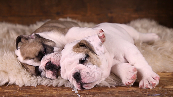 Sleeping English Bulldog Puppies