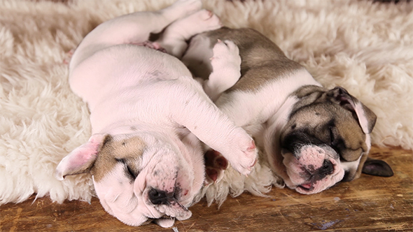 Sleeping Bulldog Puppies
